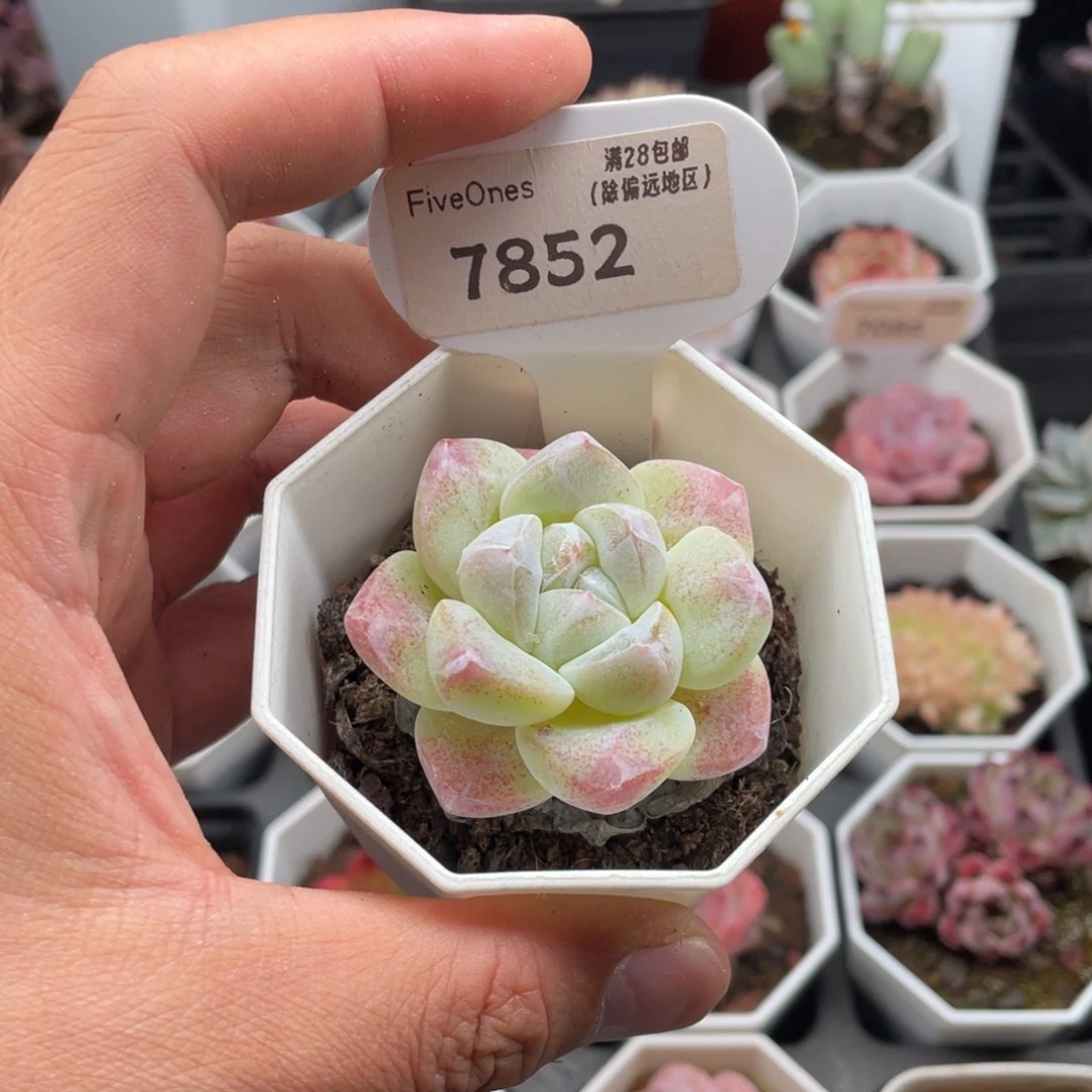 脆****冰玉7852-4.5厘米