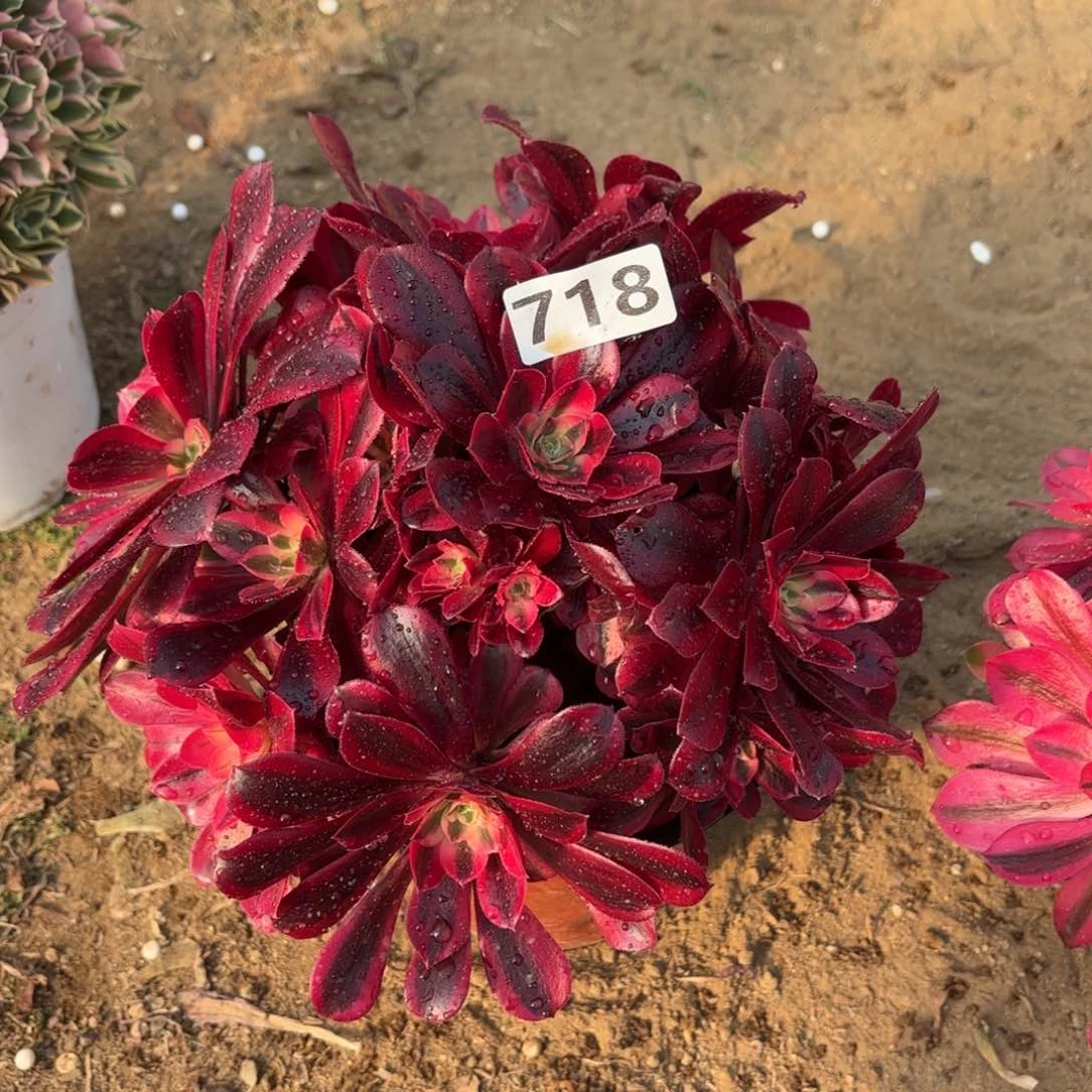 718美杜莎多肉不包损