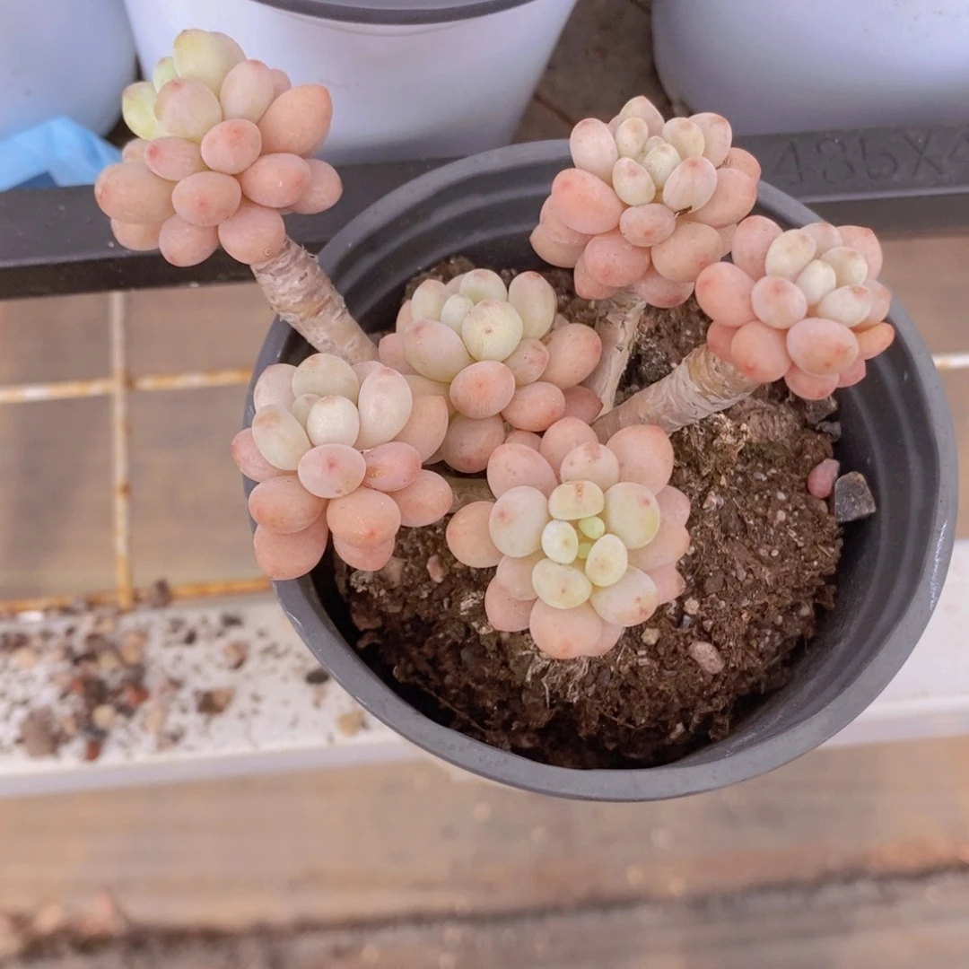 鱼子酱老桩多肉植物