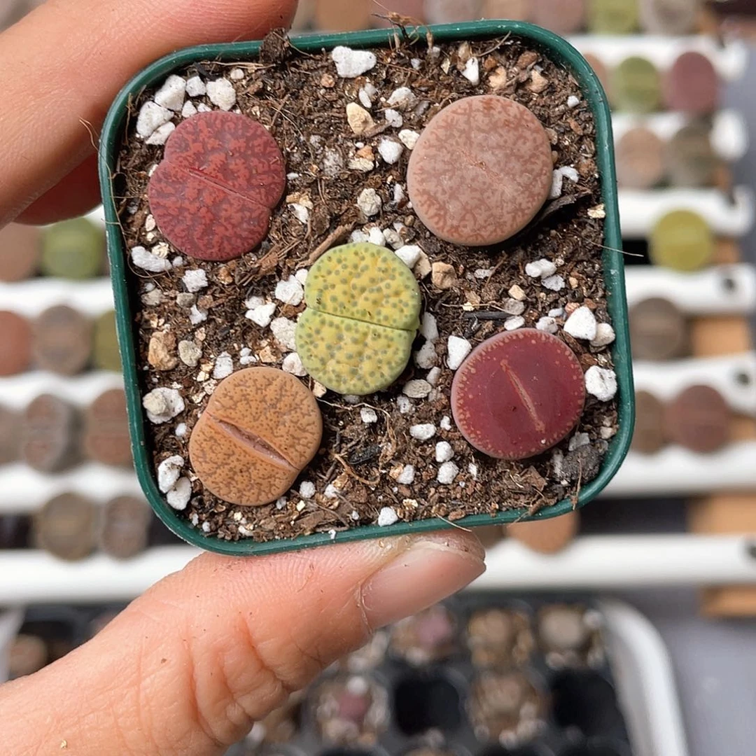 4416大棚清仓甩卖了