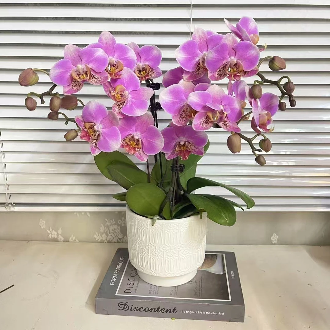 蝴蝶兰【鸿运】 双花剑 带花带花苞发货 广州源头基地直发