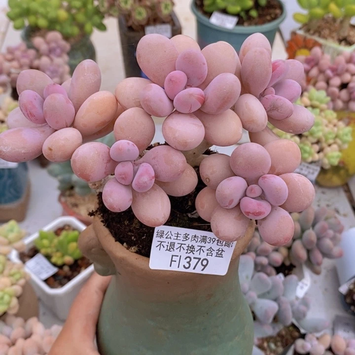 糖果桃蛋老桩13cm379多肉