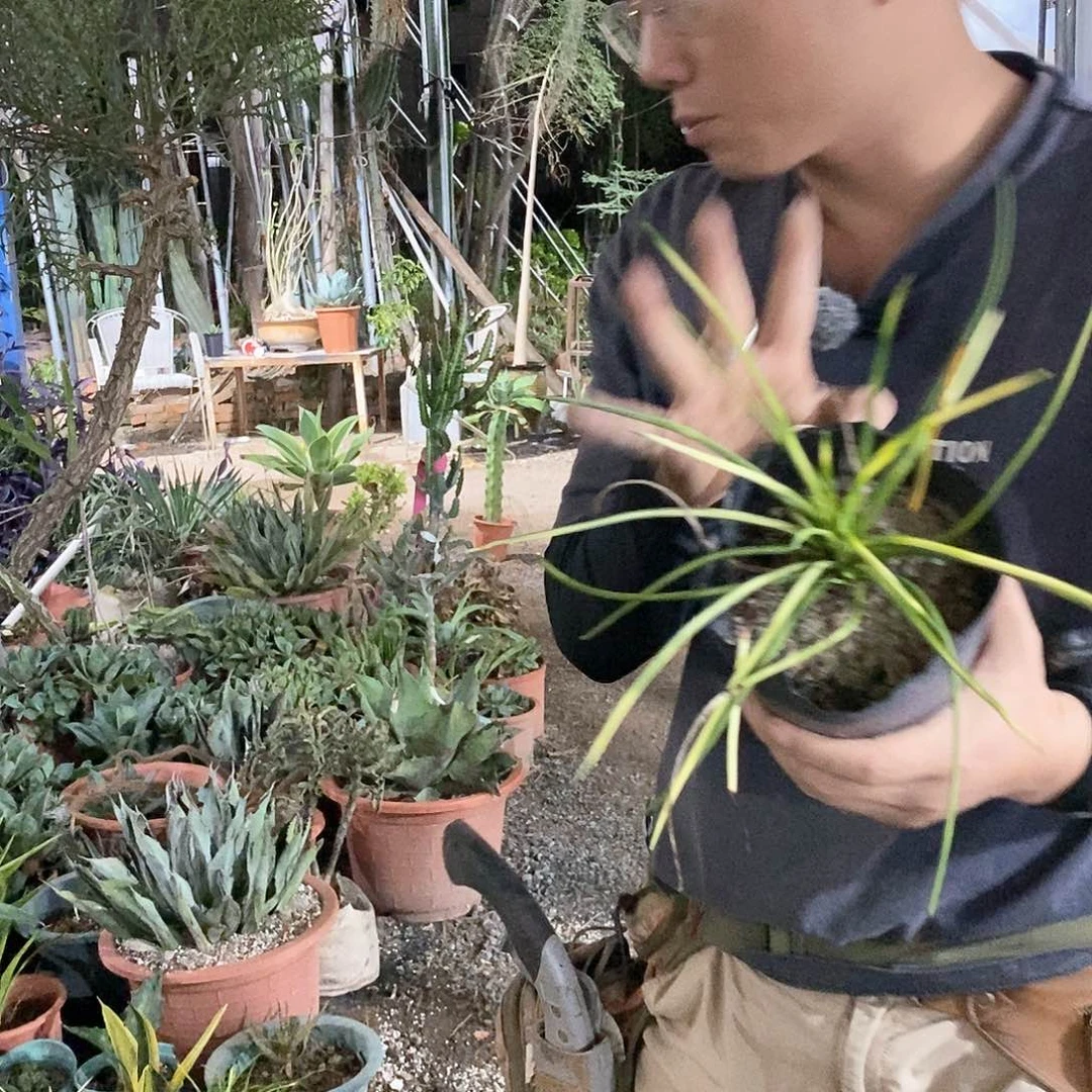 软叶吹扇锦整盆发货。