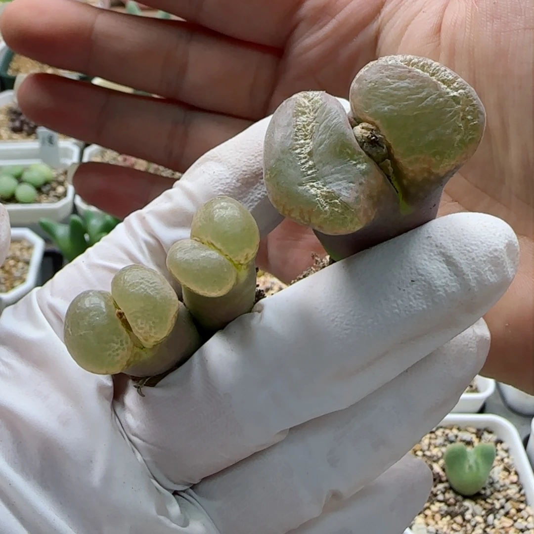 明*1-17-当天满58包邮多肉