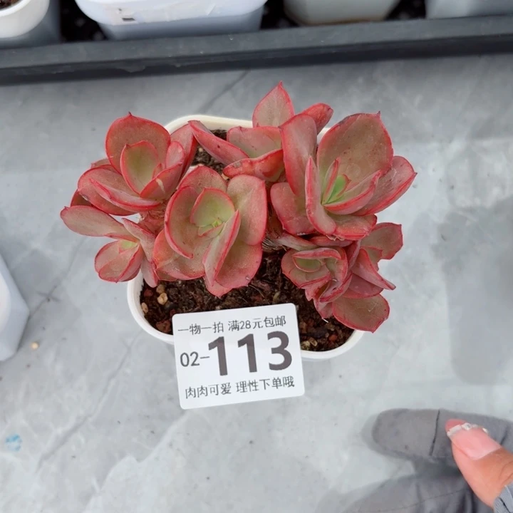 秀妍多肉植物多肉植物