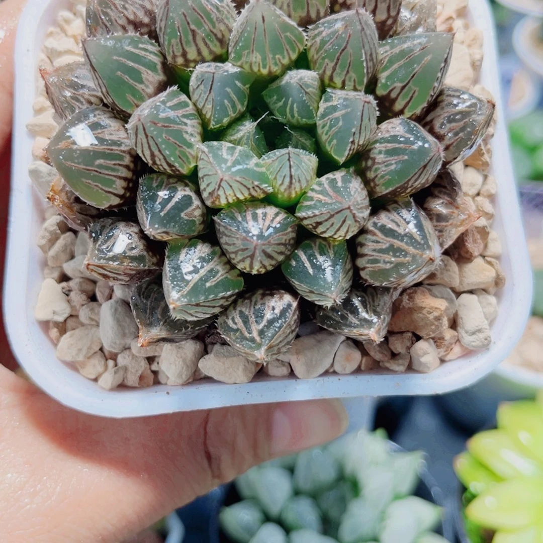 楼兰玉露多肉植物66666