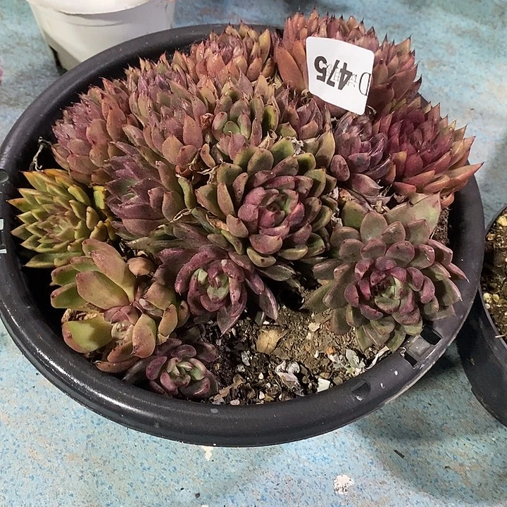 久***弦475黑水晶多肉植物多肉