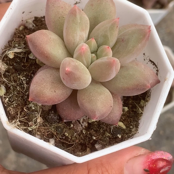 车厘子。 （满9.99包邮不满9.99发叶子）