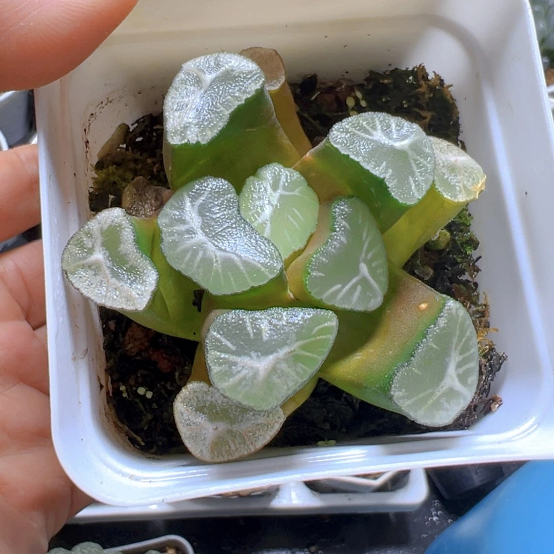 玉龙万象多肉多肉多肉