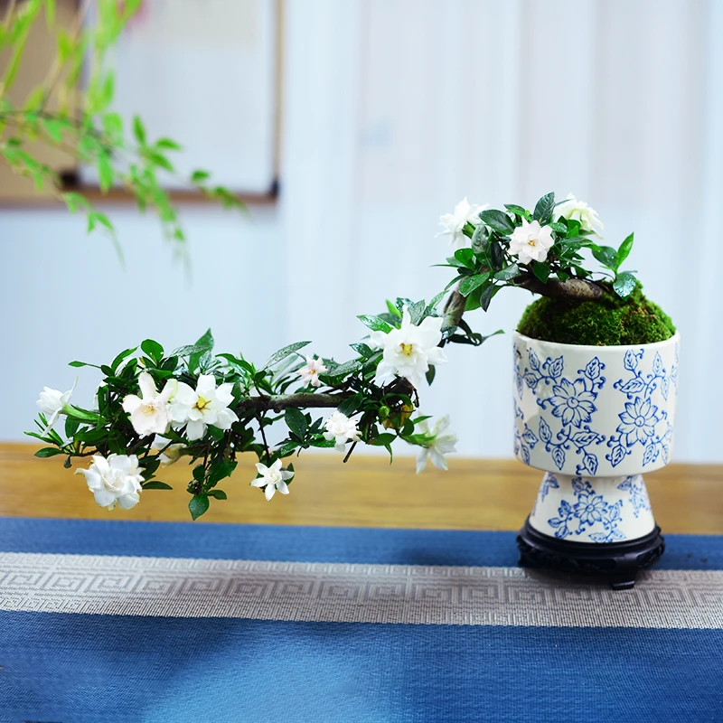 海岛栀子花盆景盆栽东方美学中式意境室内客厅茶桌办公室好养