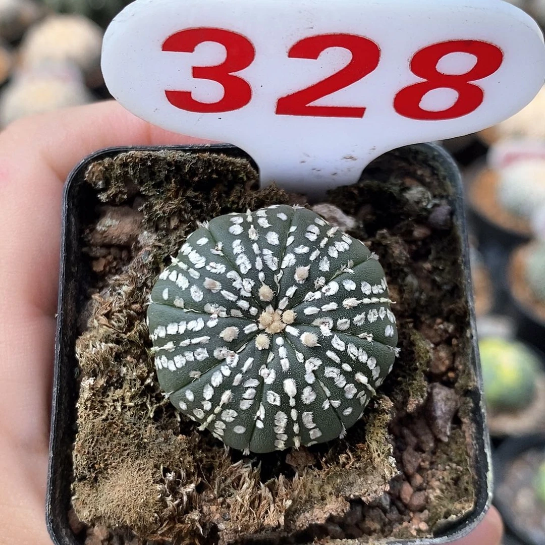 328美纹系列福利来袭