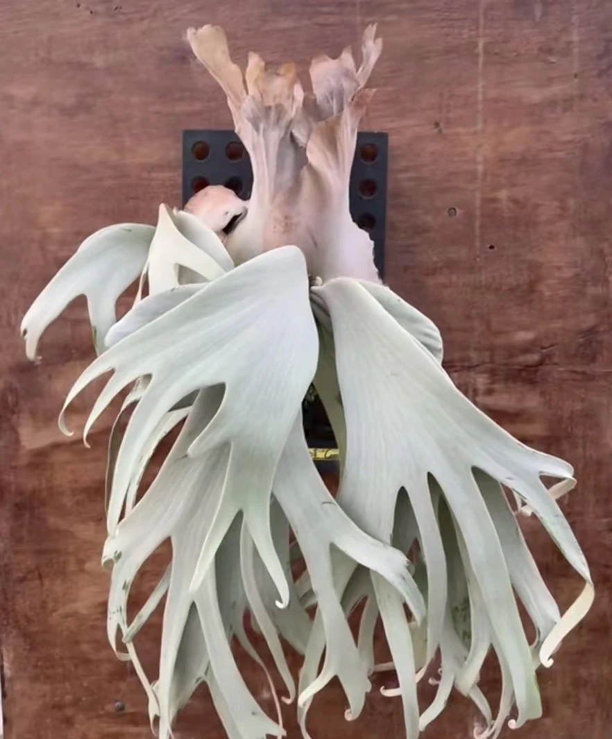 银狐鹿角蕨白爪哇