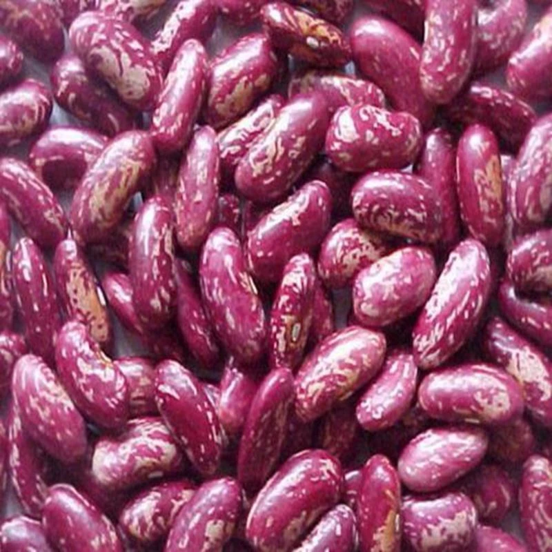 红奶花饭豆红芸豆煮大碴子粥豆红花豆农家花芸豆红花芸豆
