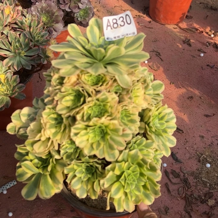 辛尼亚多肉植物830.