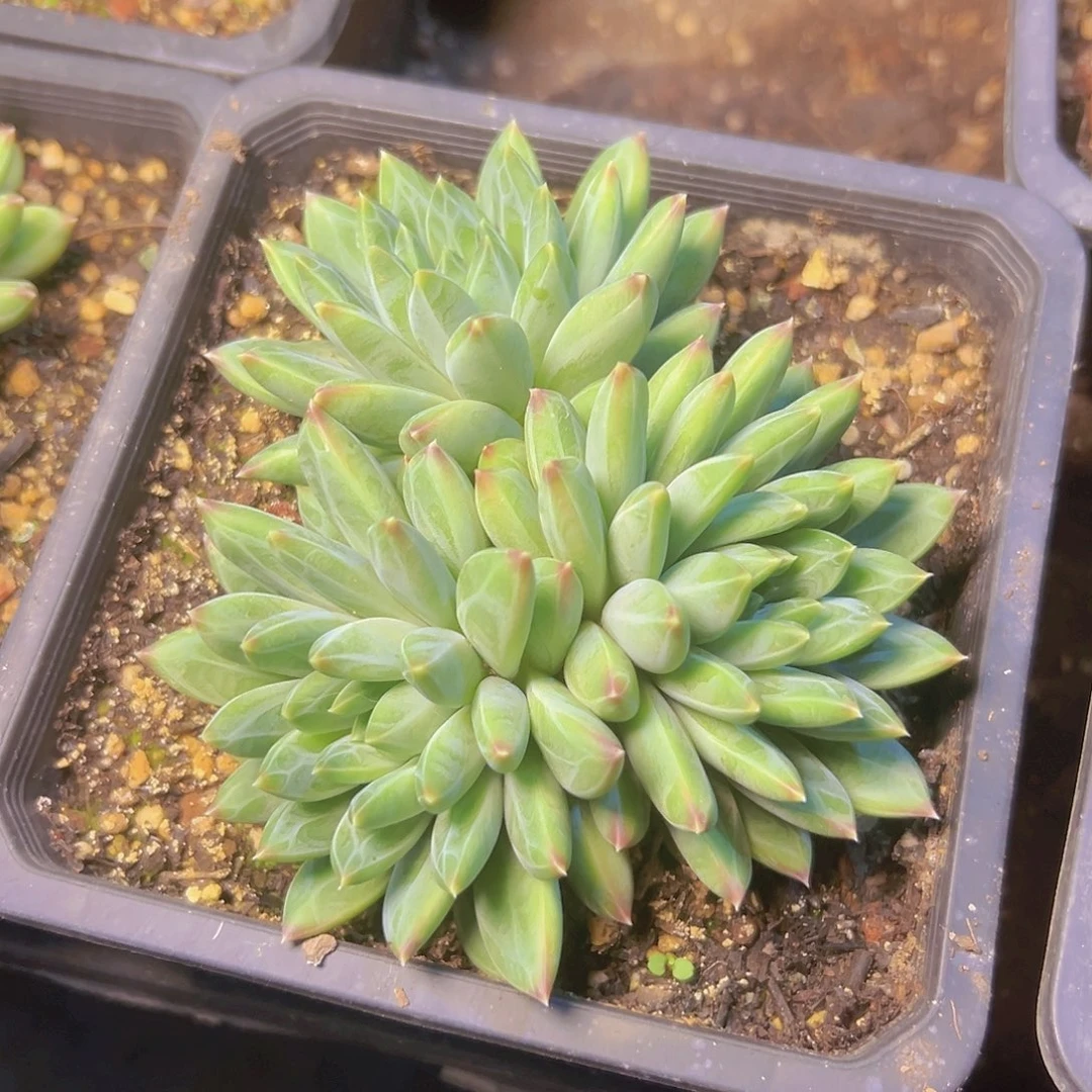 青花瓷一个3头脱土发