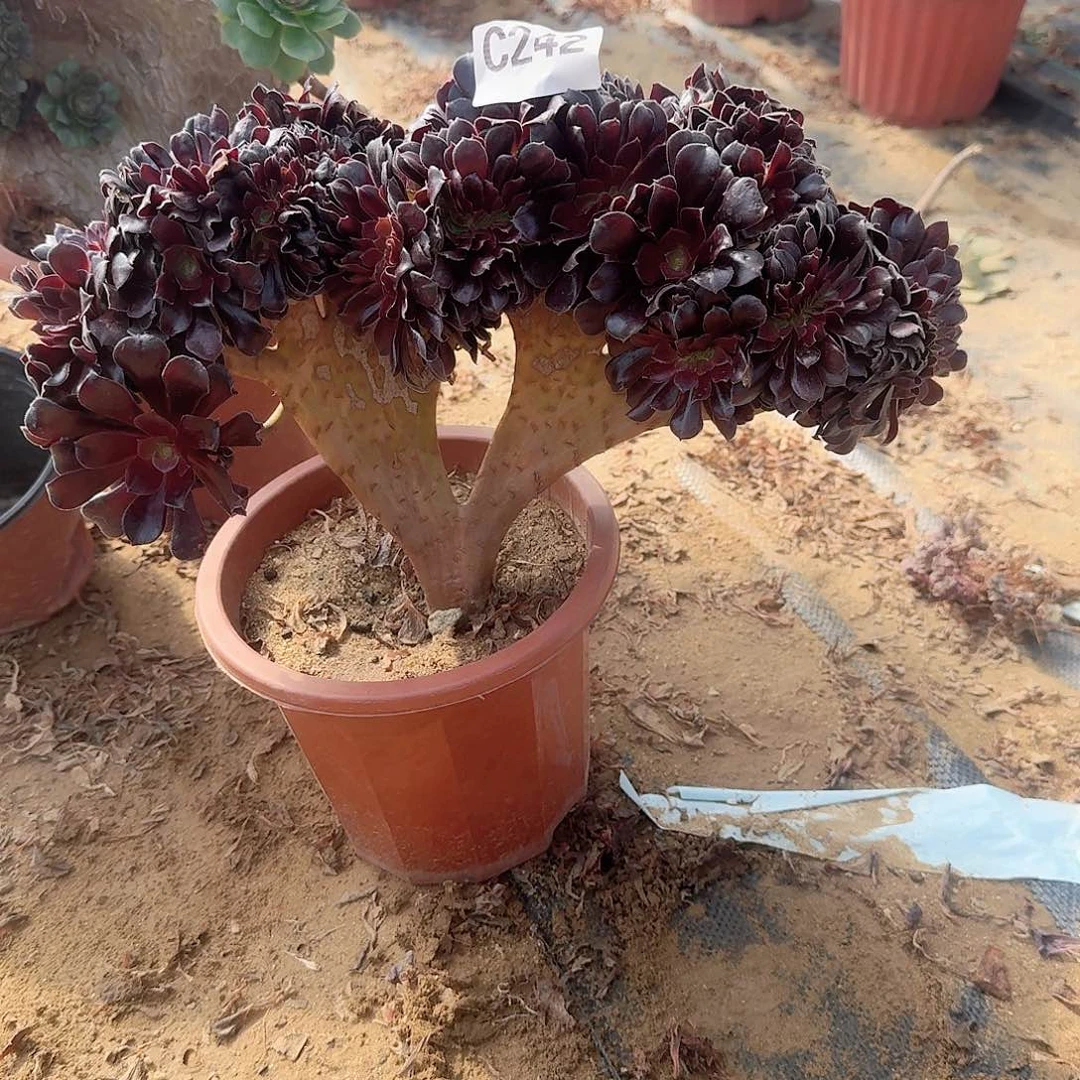 242欧紫一颗呀呀