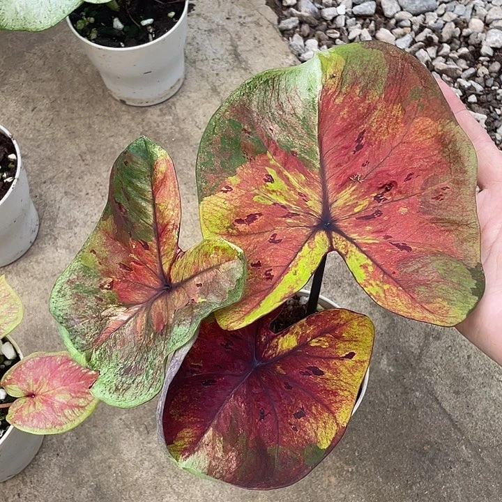 无花朵月光养定发货