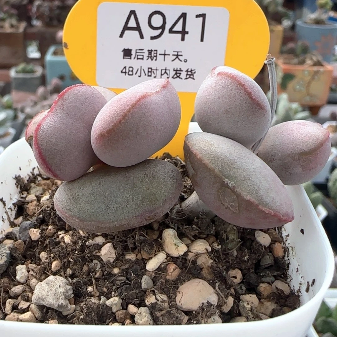 红蛋微瑕。   941。