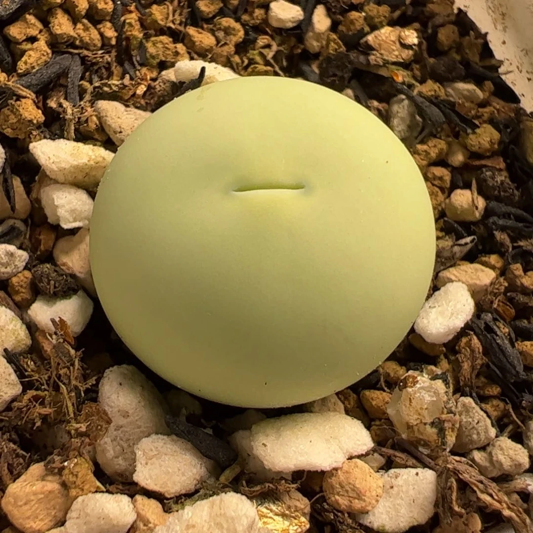 024多肉植物百科