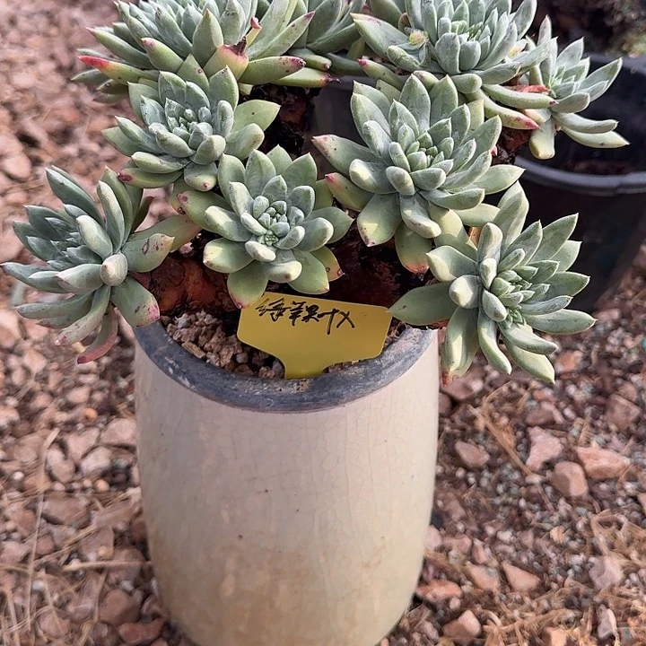 2***H绿苹果叶杂仙女杯