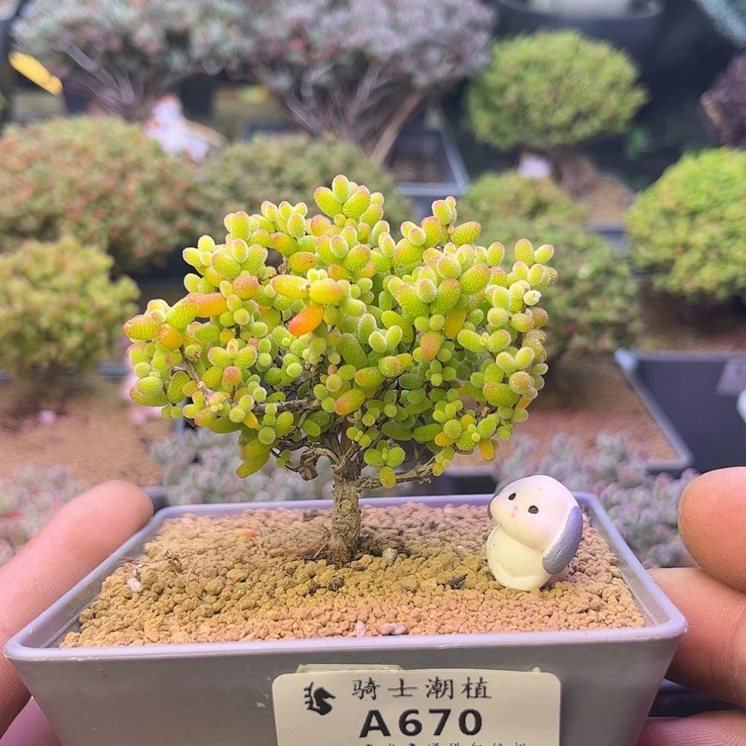 670金桔糖球枝干番杏