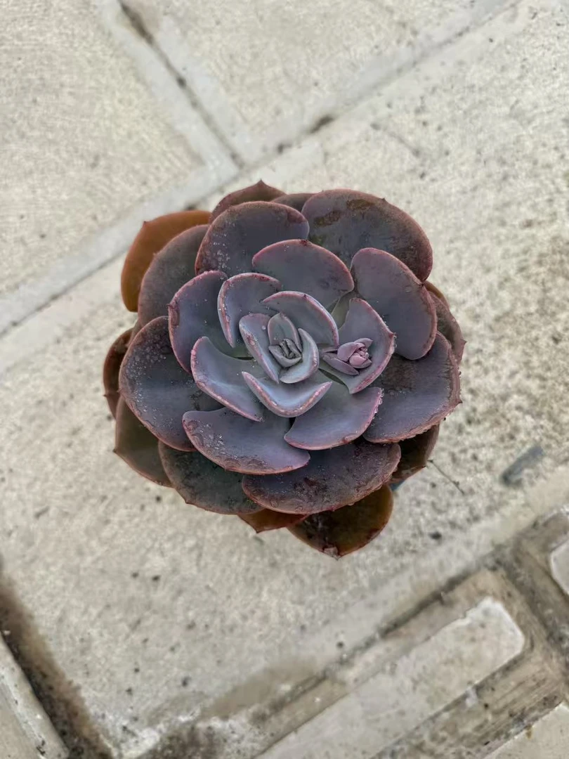 （尘埃玫瑰120#） 小付多肉现场直播云南斗南多肉植物基地室内