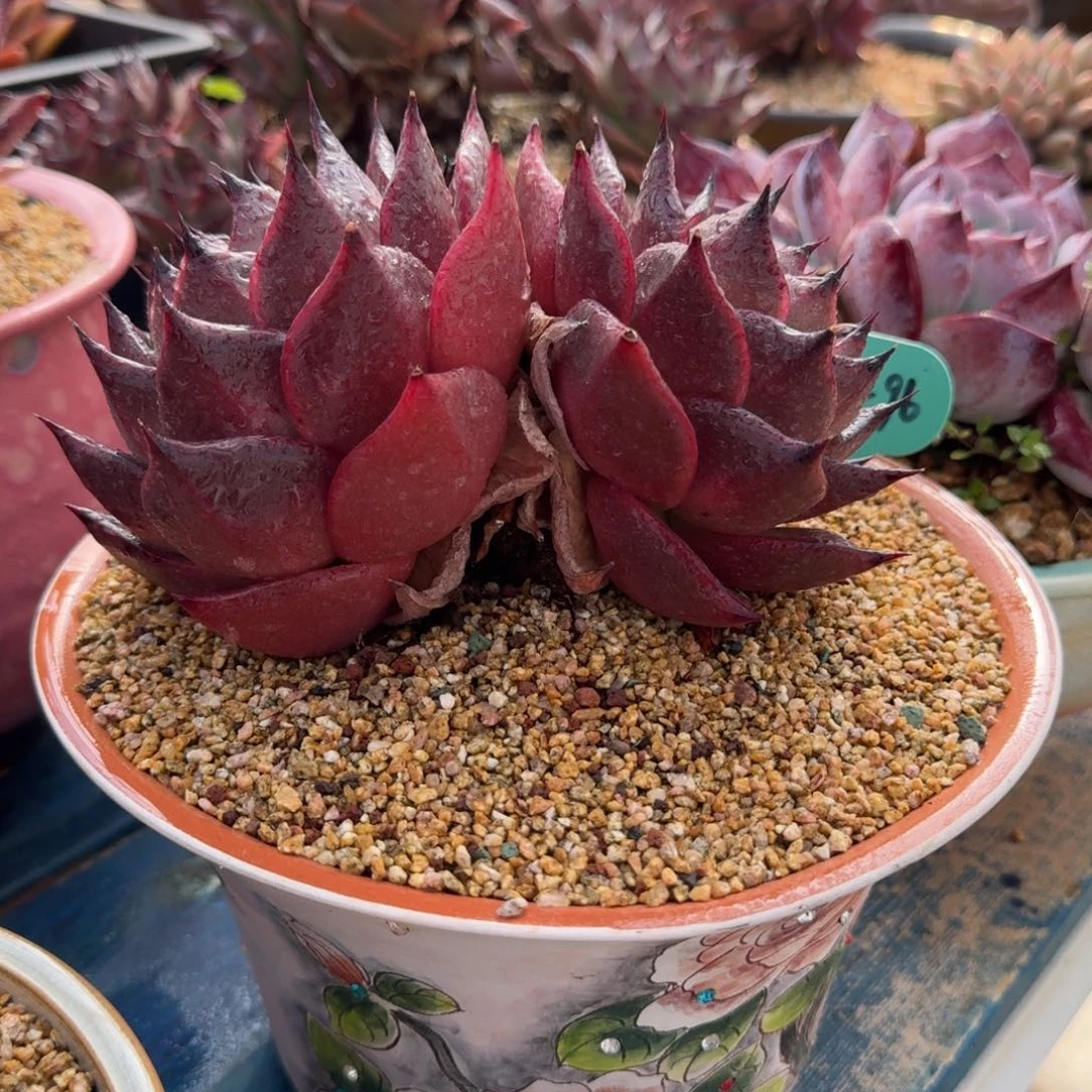 随****从前慢多肉精选编号0105.96带盆