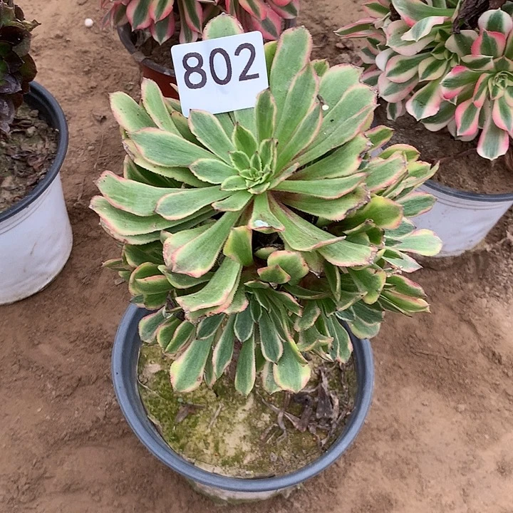 无花朵802花脸粉黛南