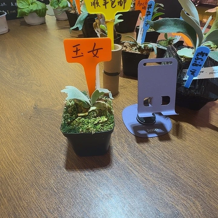 无花朵鹿野直播间竞拍玉女