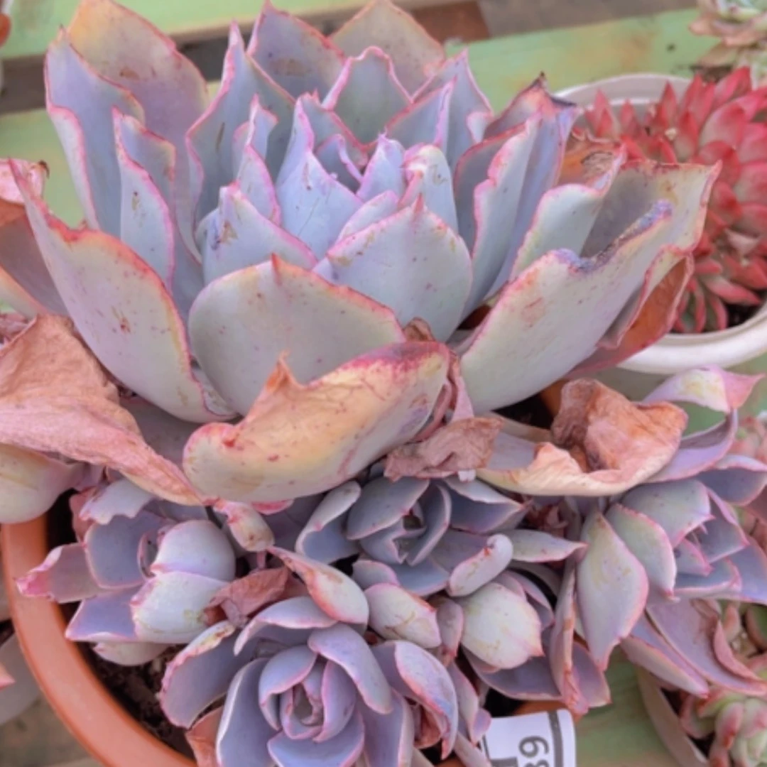 【闪购商品】晚霞03189