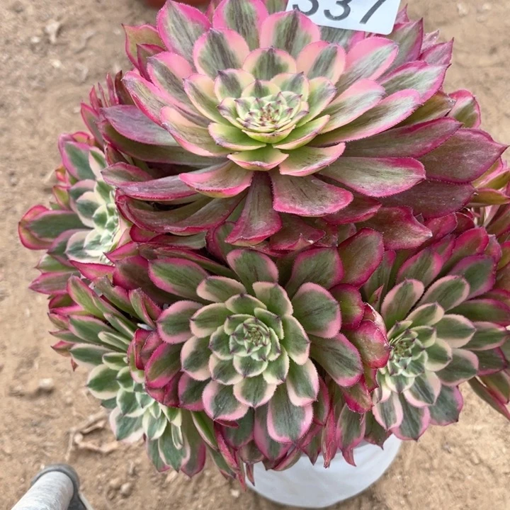 337多肉植物粉霞