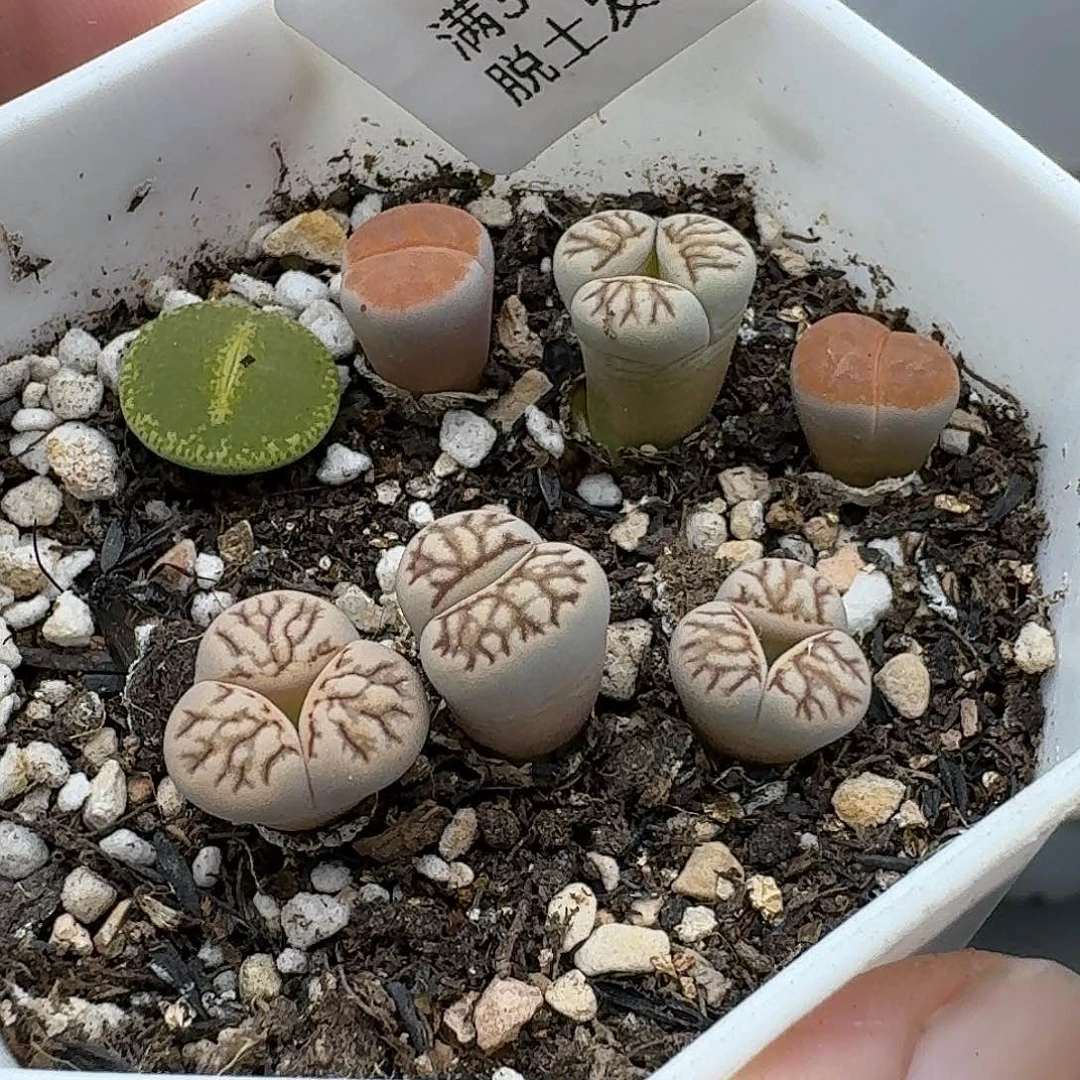 966腿略高介意勿拍