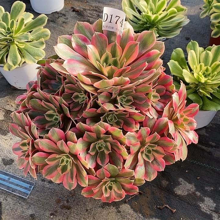 1740粉桃妖多肉植物