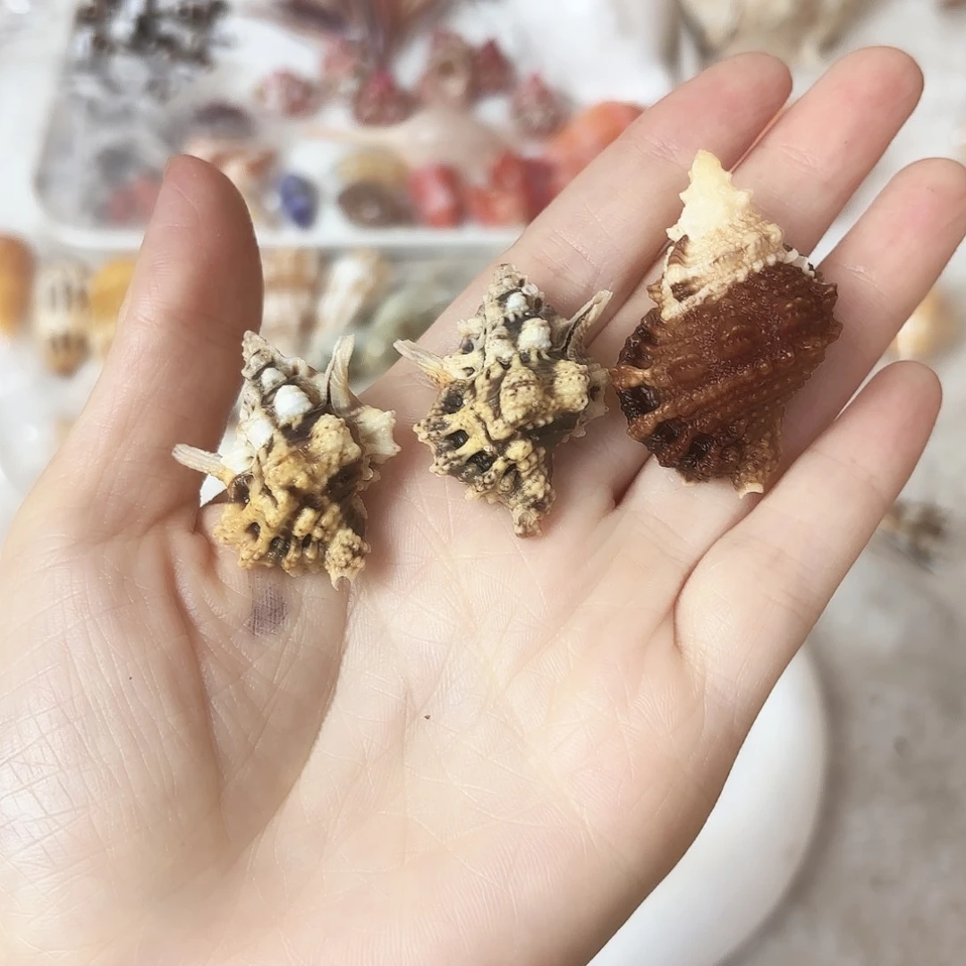 怜***怜标本福利特价海螺