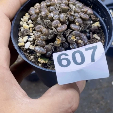 607泡泡一物一图如图