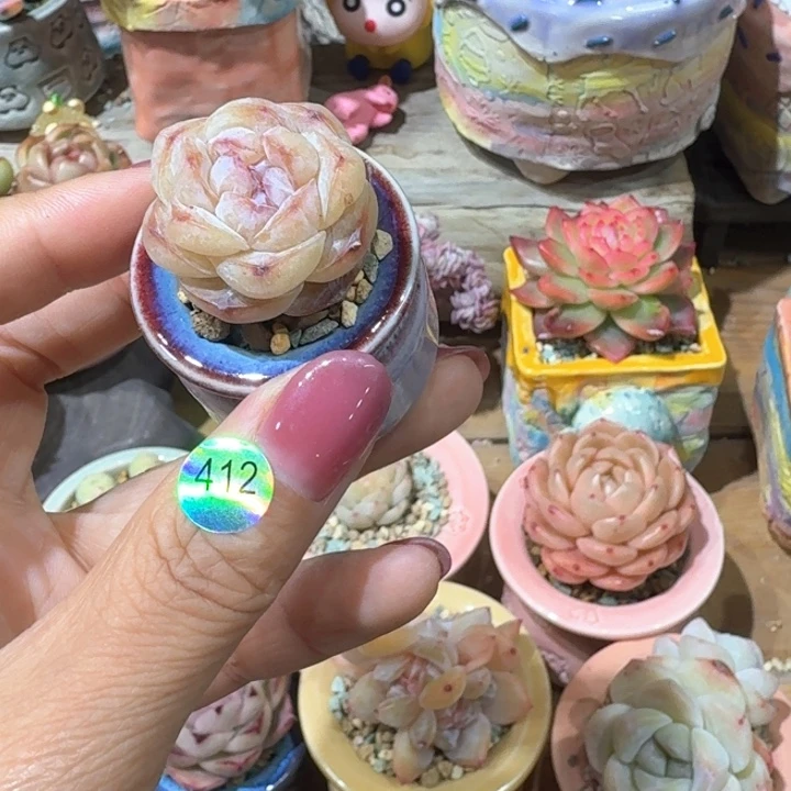 412 多肉含盆土 30元包邮 除偏远地区