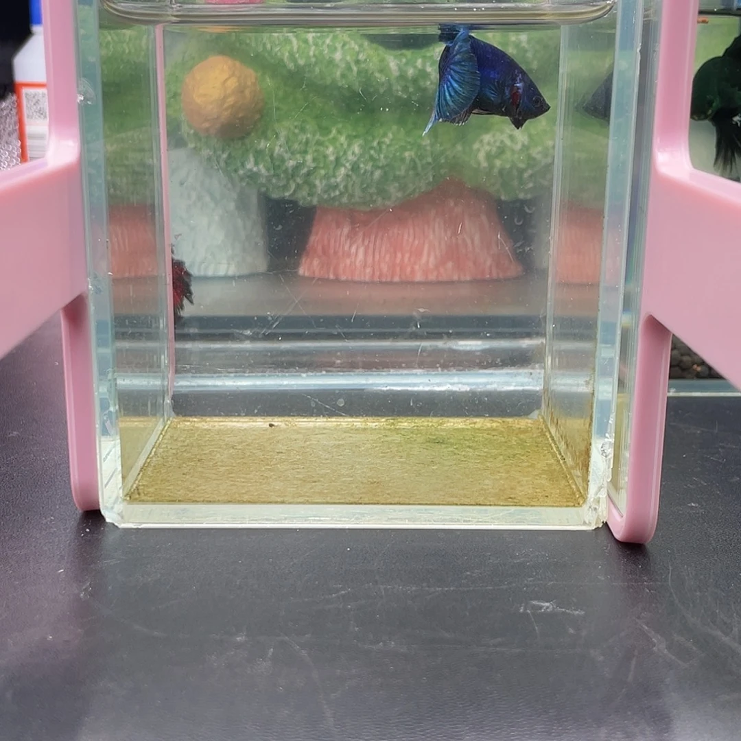 斗鱼14号1230早暗黑将军