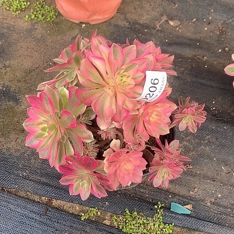 206女巫多肉母本处理无售后