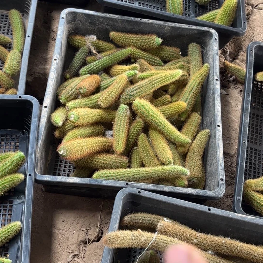 垂钓金妞7品侧牙20包邮仙人球