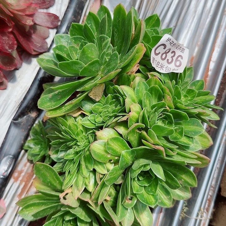 多肉法师淘宝福利