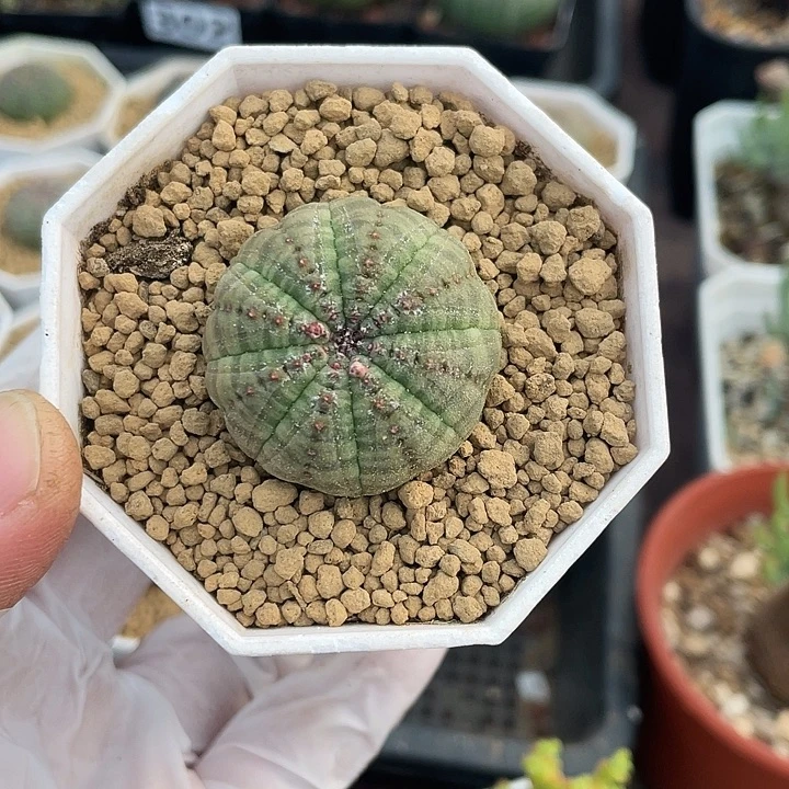 351实生欧布仙人球