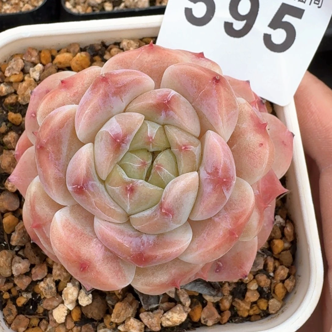 开播福利   今日福利，多肉植物请凑单够包邮