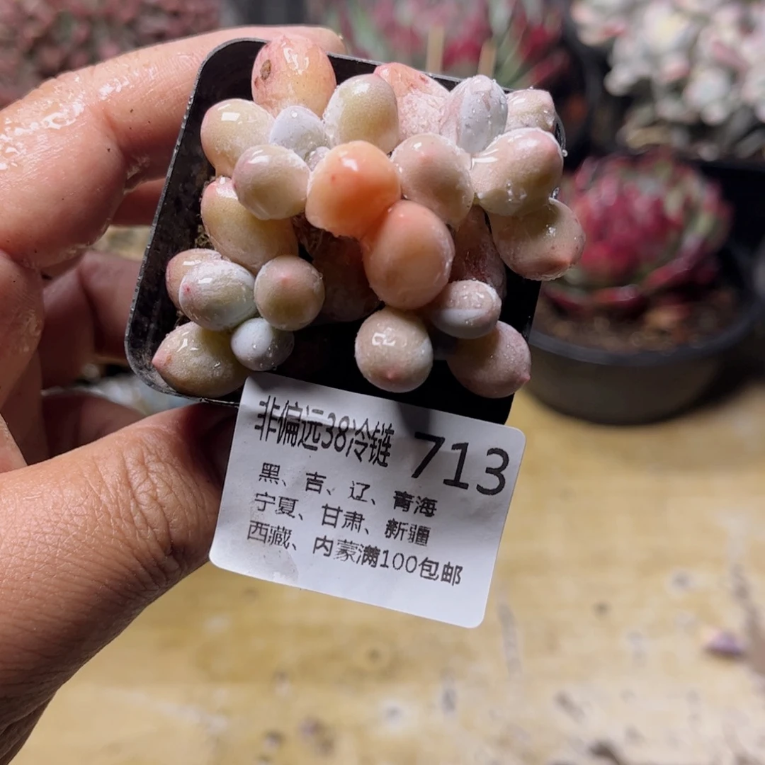 713汤圆德华多肉