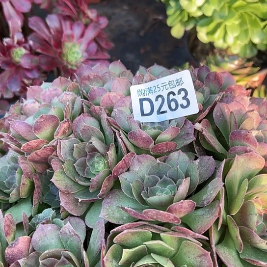 简***%多肉植物一个