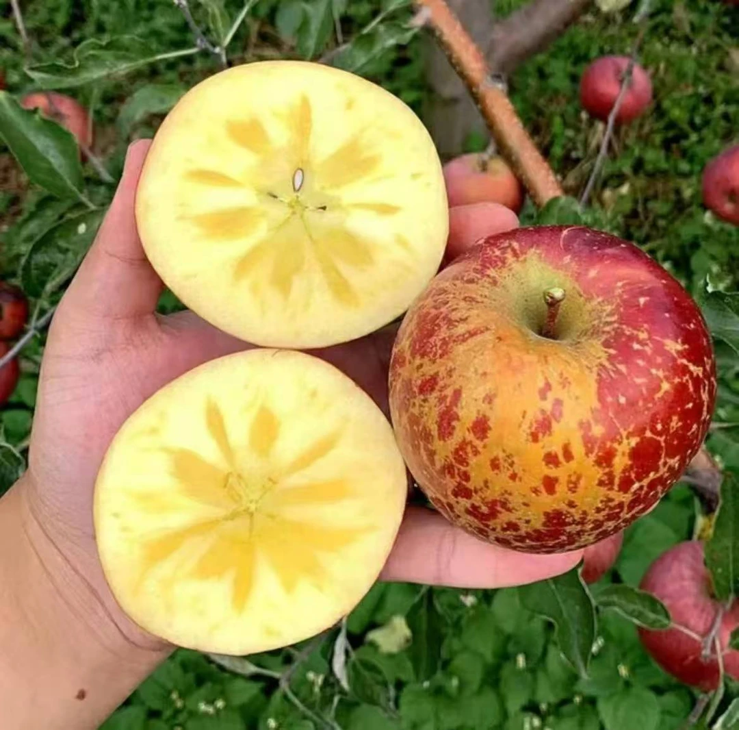 正宗大凉山丑苹果冰糖心盐源丑苹果当季新鲜现摘批发新鲜水果ZRB