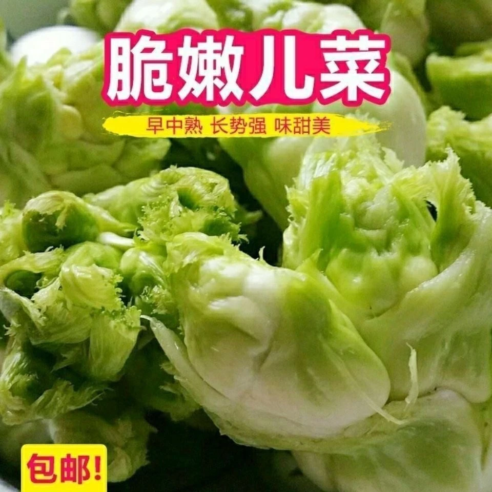 【全店满5元包邮】好吃儿菜抱子芥菜榨菜种子 子莱籽秋季秋后种植蔬