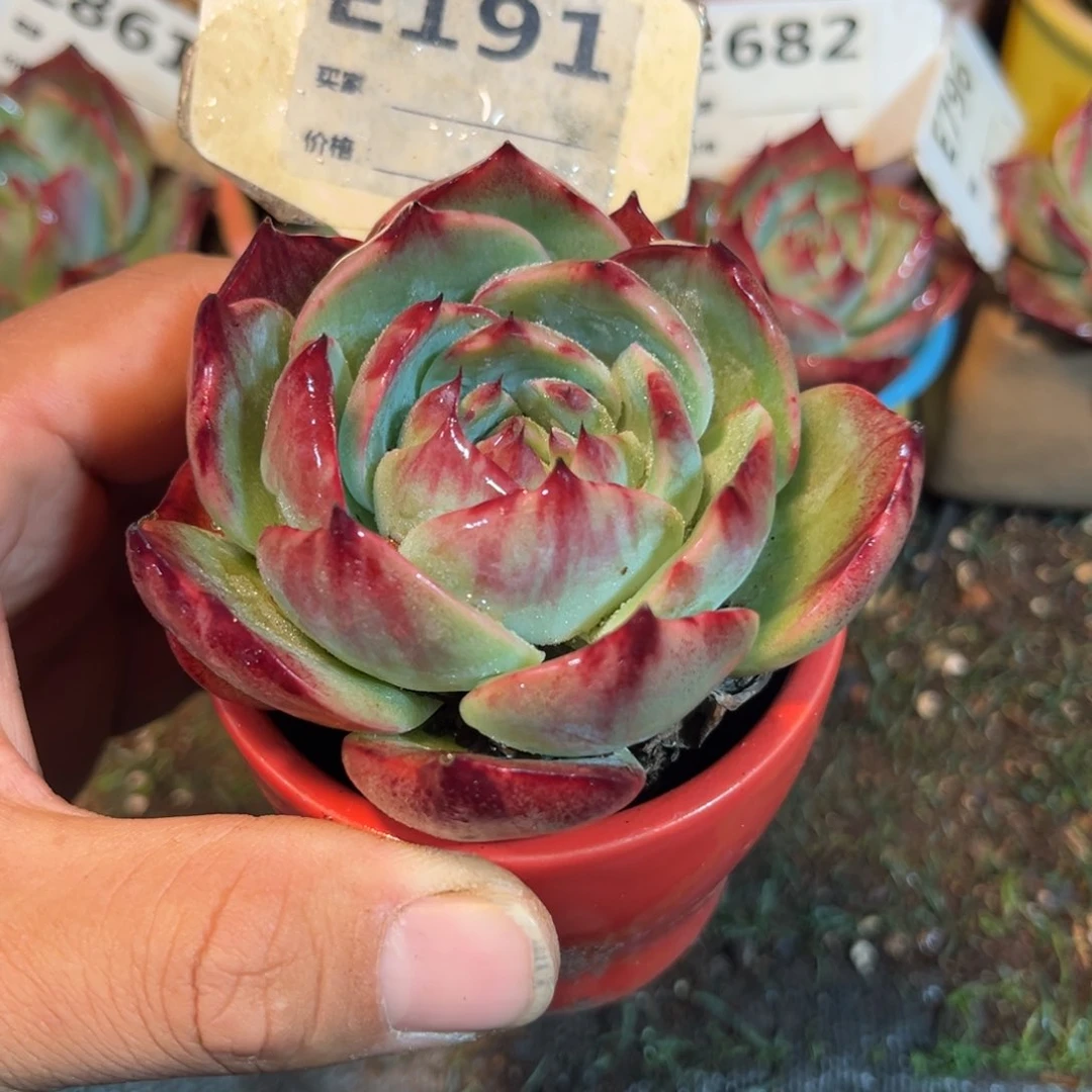 惊鸿一瞥191点前