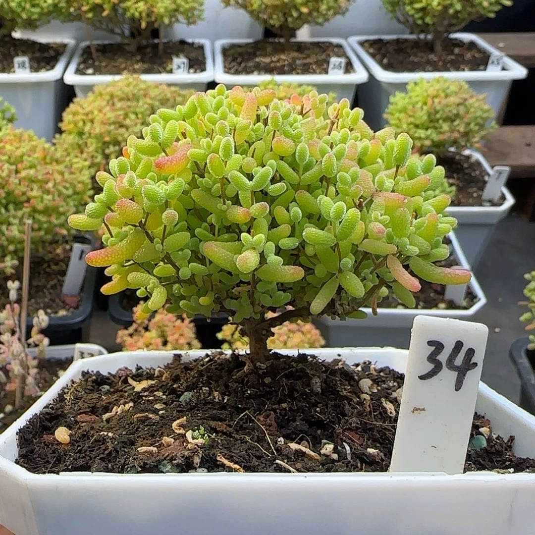 蜜橘糖球一物一拍