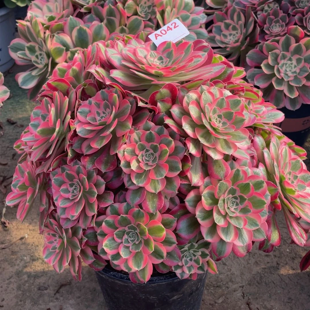 花*042七彩石大大捧花精品法师多肉