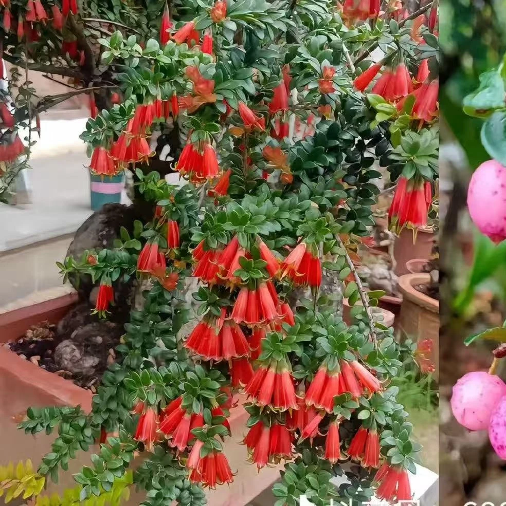 腾冲网红绿植五翅梅